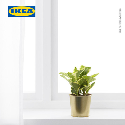 IKEA DAIDAI Pot Tanaman Kuningan 9cm