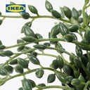 IKEA FEJKA Tanaman Hias String of Beads dengan Pot 9 cm