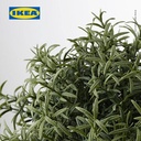 IKEA FEJKA Tanaman Hias Rosemary dengan Pot 9 cm