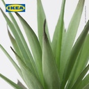 IKEA FEJKA Tanaman Hias Palsu Sukulen dengan Pot 6cm