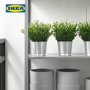 IKEA FEJKA Tanaman Hias Bambu Keberuntungan dengan Pot 9 cm