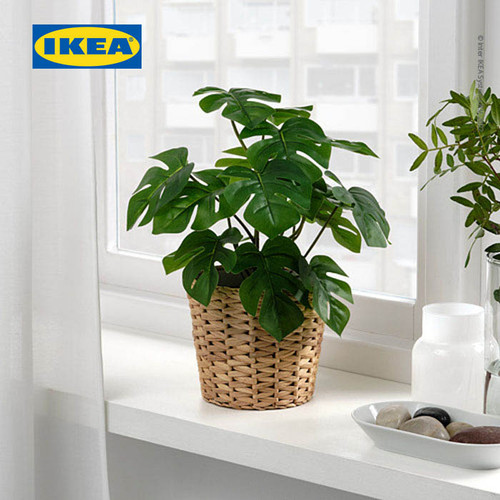 IKEA FEJKA Tanaman Hias Monstera dengan Pot 12 cm