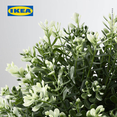 IKEA FEJKA Tanaman Hias Timi dengan Pot 9 cm