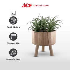 Ace - Arthome Tanaman Artifisial Airplant In Shaw Tripot