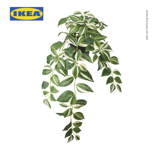 IKEA FEJKA Tanaman Hias Tradescantia Zebrina dengan Pot 12 cm