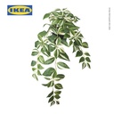 IKEA FEJKA Tanaman Hias Tradescantia Zebrina dengan Pot 12 cm