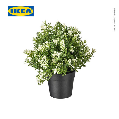 IKEA FEJKA Tanaman Hias Timi dengan Pot 9 cm