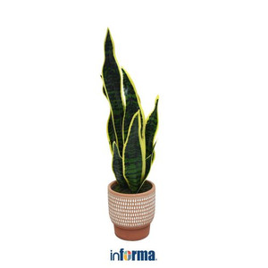 Informa - Informa 180 Cm Tanaman Artifisial Sansevieria Dengan Pot Gr