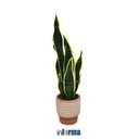 Informa - Informa 180 Cm Tanaman Artifisial Sansevieria Dengan Pot Gr