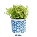 Informa - Tanaman Artifisial 15 Cm Grass Dengan Pot - Biru