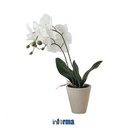 INFORMA - BUNGA PLASTIK - ARTIFICIAL ORCHID 7D 11X11X56CM WHITE