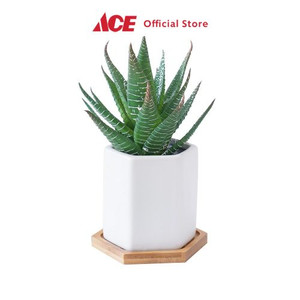 Ace - Arthome 12.7 Cm Tanaman Artifisial Aloe Dengan Pot - Hijau